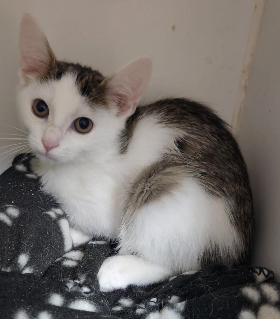 Enlarge Snow, a Adoptable mixed breed in Walnutport, PA image 2/2