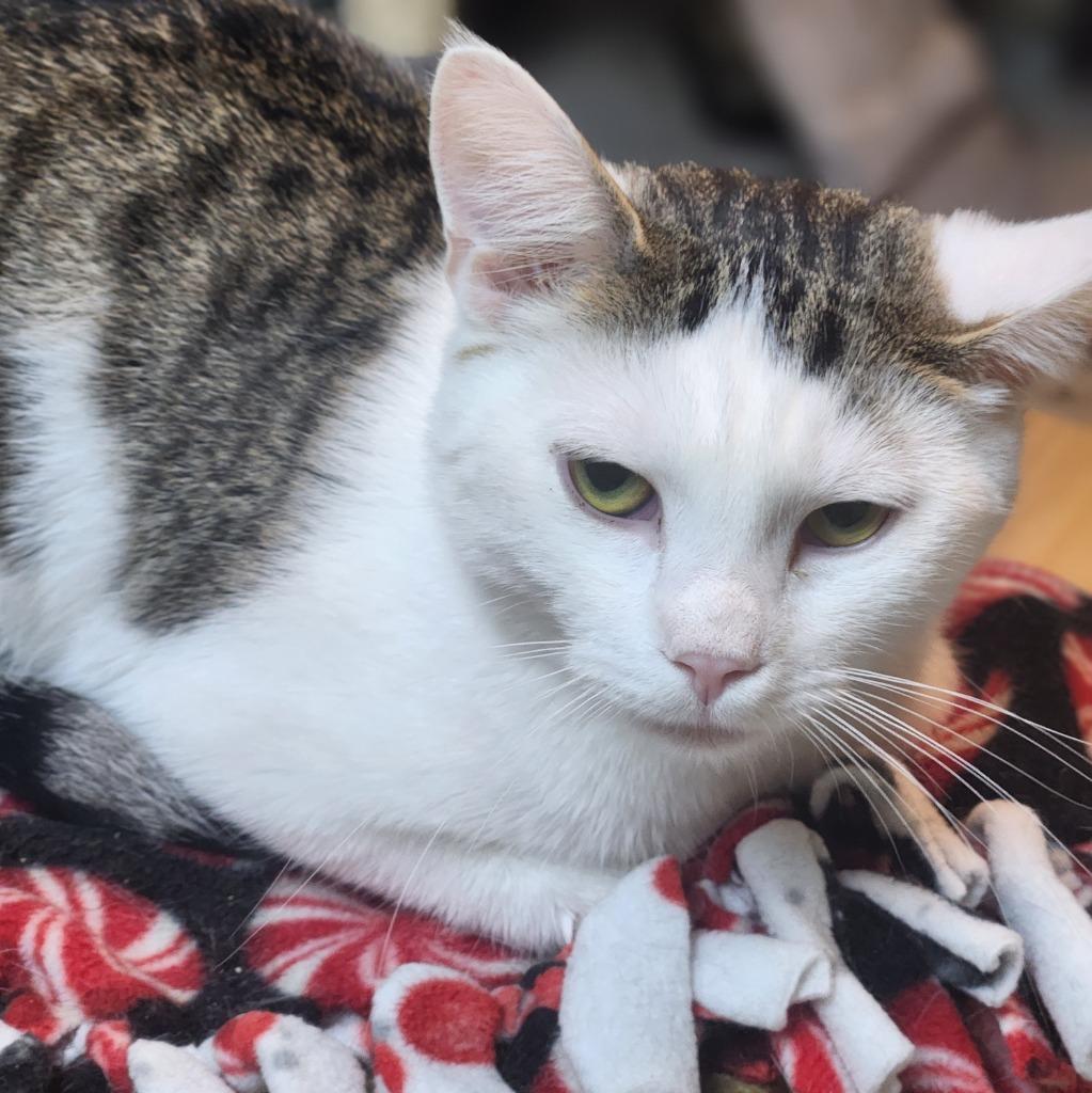 Enlarge Snow, a Adoptable mixed breed in Walnutport, PA image 1/1