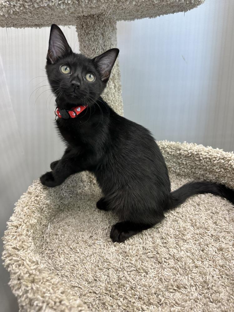 Bubbles, a Adoptable Domestic Short Hair in Wellington, FL image 1/3