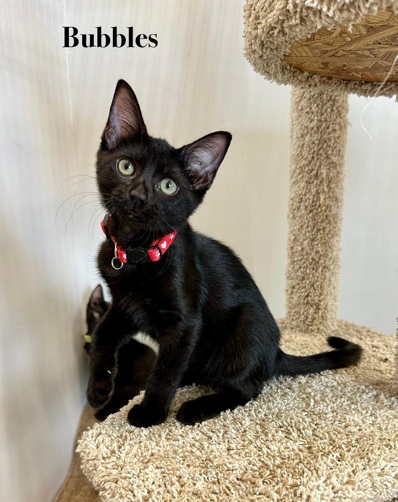 Bubbles, a Adoptable Domestic Short Hair in Wellington, FL image 2/3