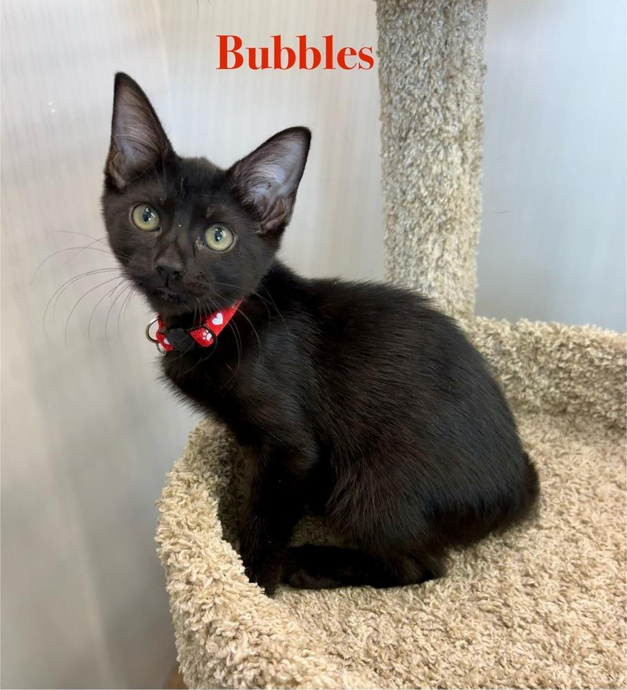 Bubbles, a Adoptable Domestic Short Hair in Wellington, FL image 3/3