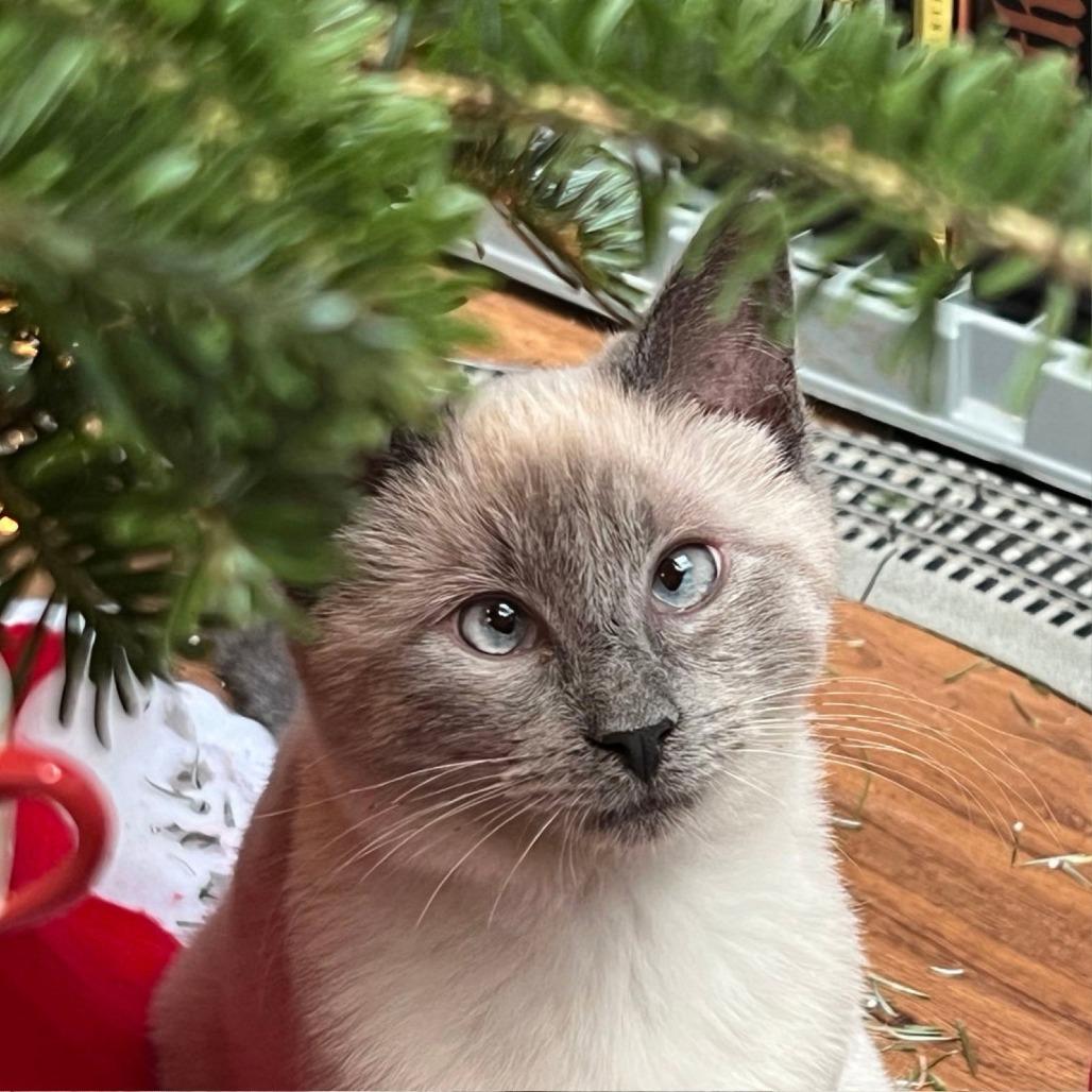 Enlarge Scotty (Bonded with Miss Maple), a Adoptable Domestic Short Hair in Laramie, WY image 2/6