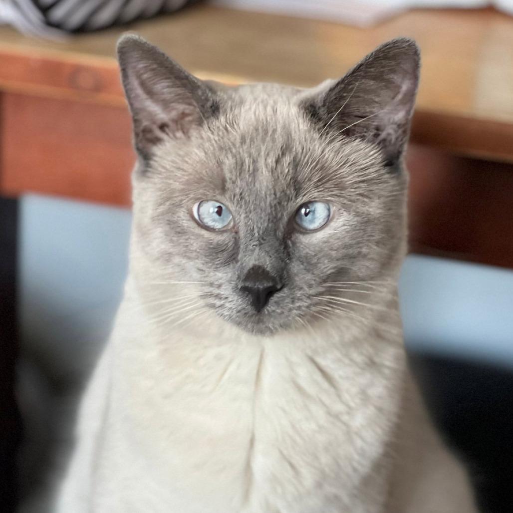 Enlarge Scotty (Bonded with Miss Maple), a Adoptable Domestic Short Hair in Laramie, WY image 3/6