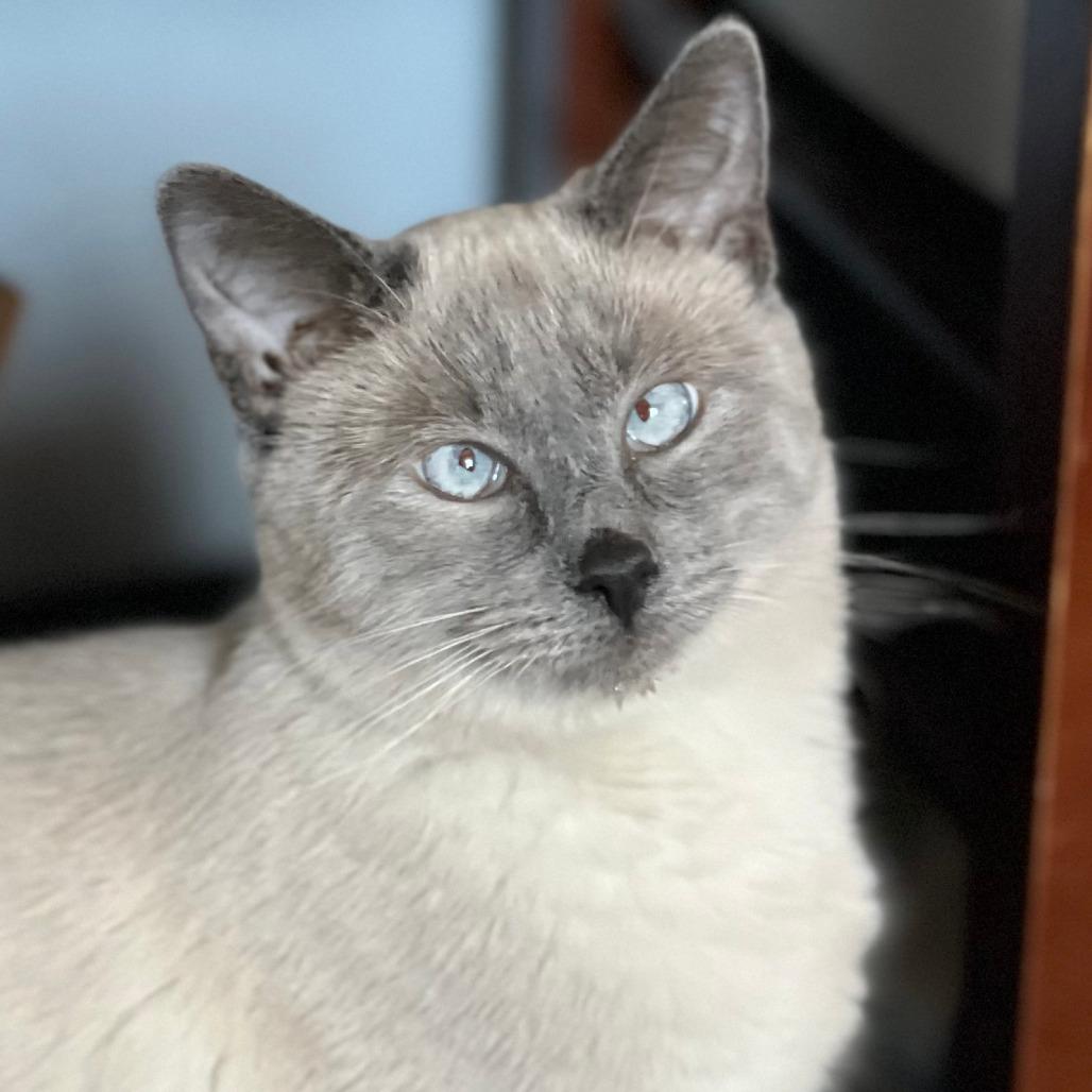 Enlarge Scotty (Bonded with Miss Maple), a Adoptable Domestic Short Hair in Laramie, WY image 4/6