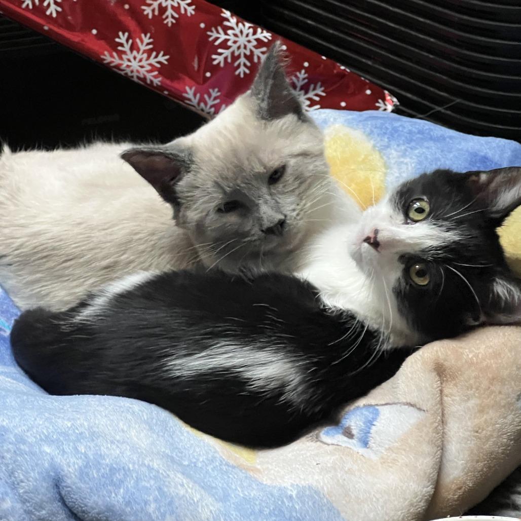 Enlarge Scotty (Bonded with Miss Maple), a Adoptable Domestic Short Hair in Laramie, WY image 5/6