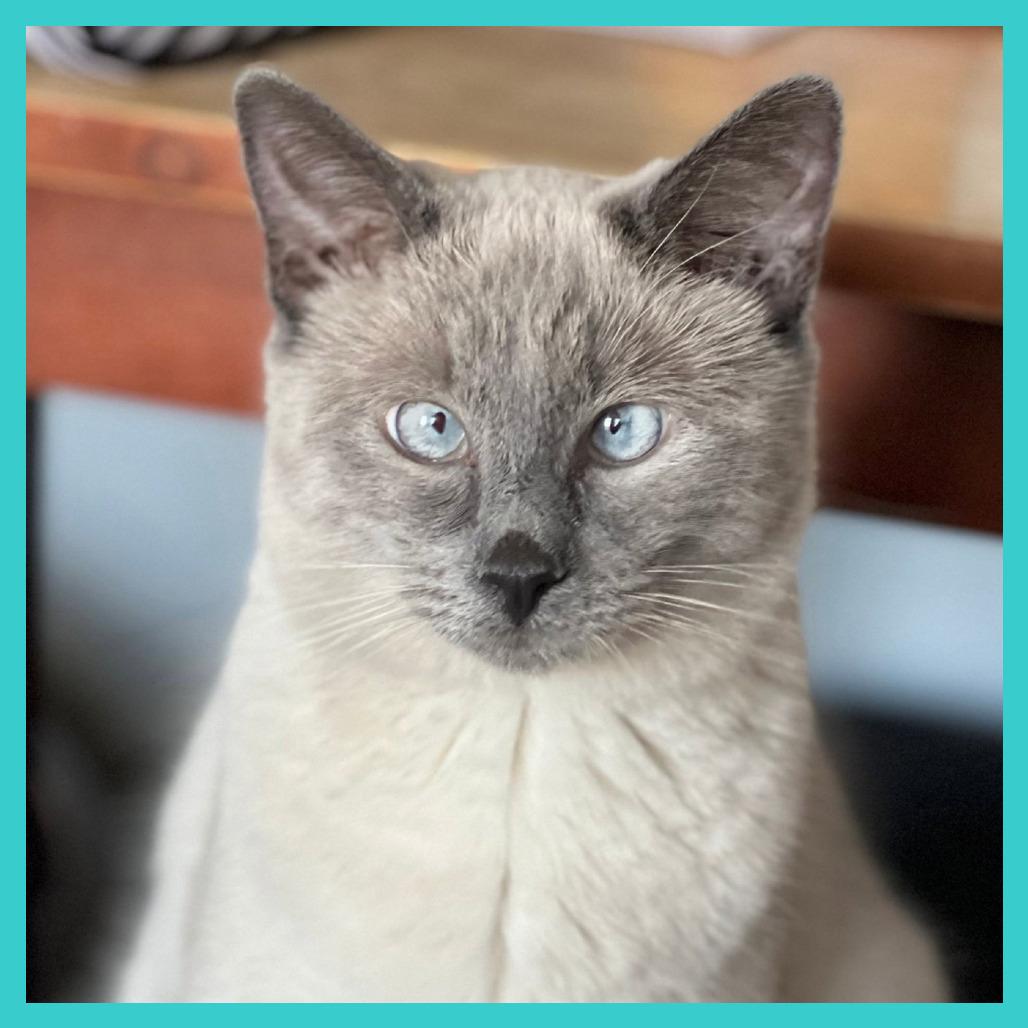 Scotty (Bonded with Miss Maple), a Adoptable Domestic Short Hair in Laramie, WY image 3/6