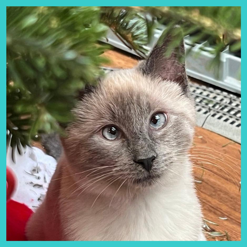 Scotty (Bonded with Miss Maple), a Adoptable Domestic Short Hair in Laramie, WY image 4/6