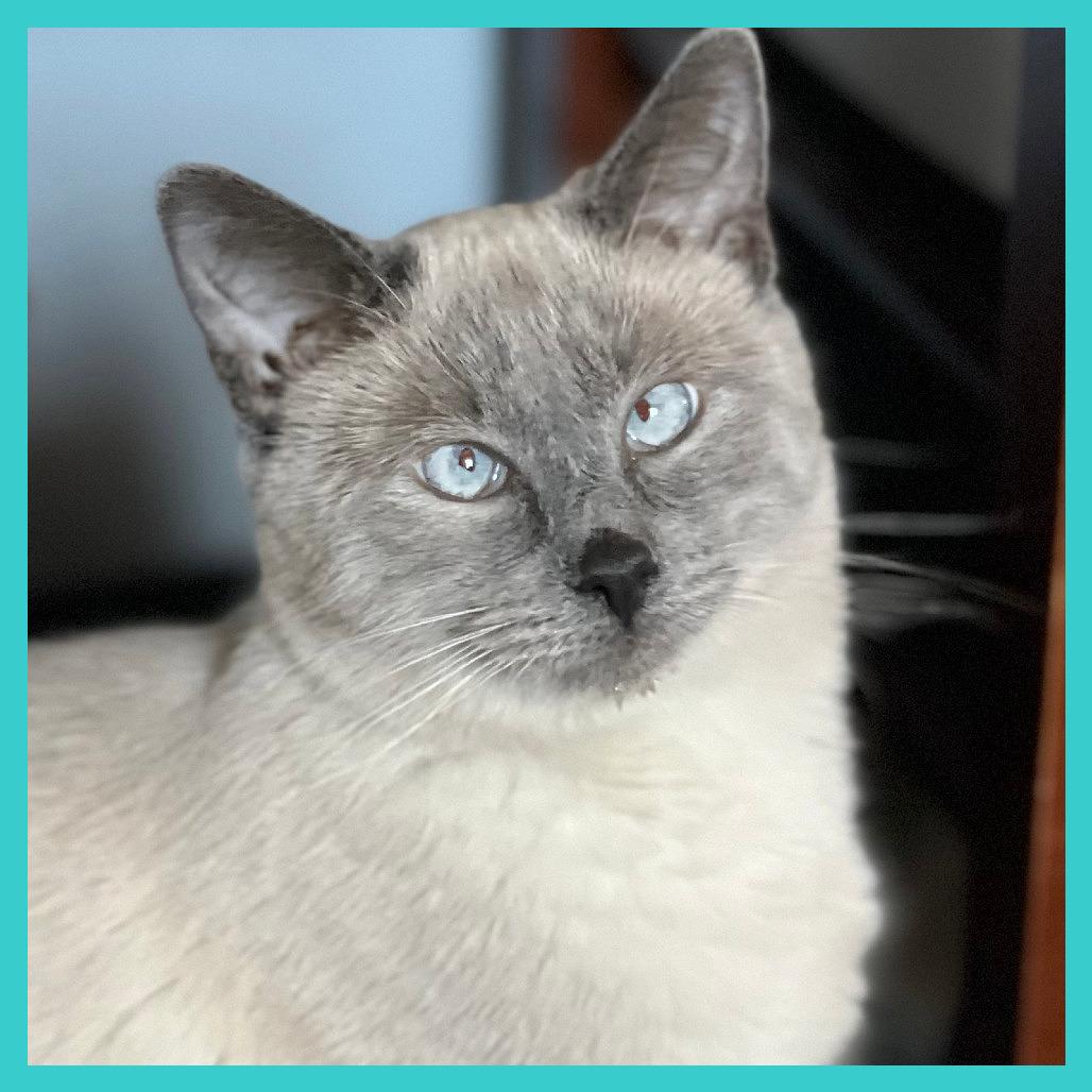 Scotty (Bonded with Miss Maple), a Adoptable Domestic Short Hair in Laramie, WY image 5/6
