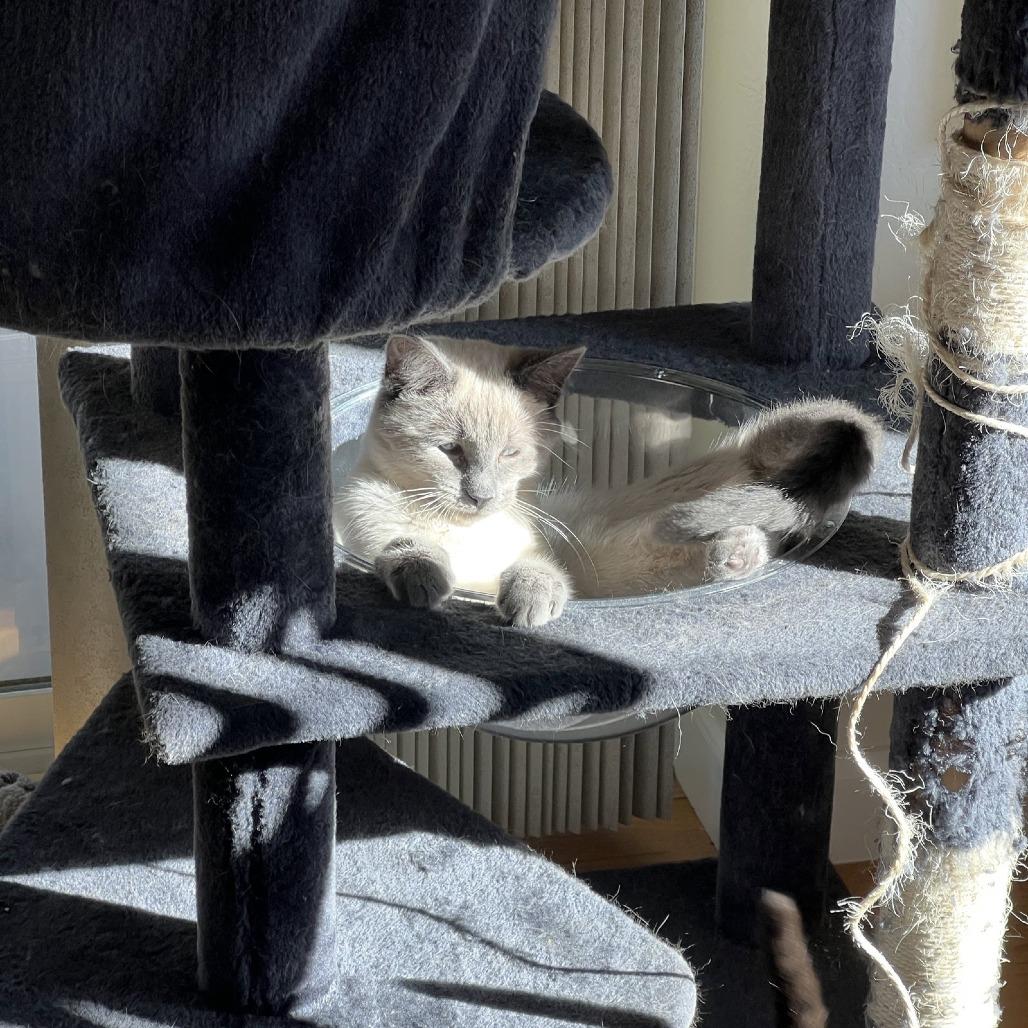 Enlarge Scotty (Bonded with Miss Maple), a Adoptable Domestic Short Hair in Laramie, WY image 6/6