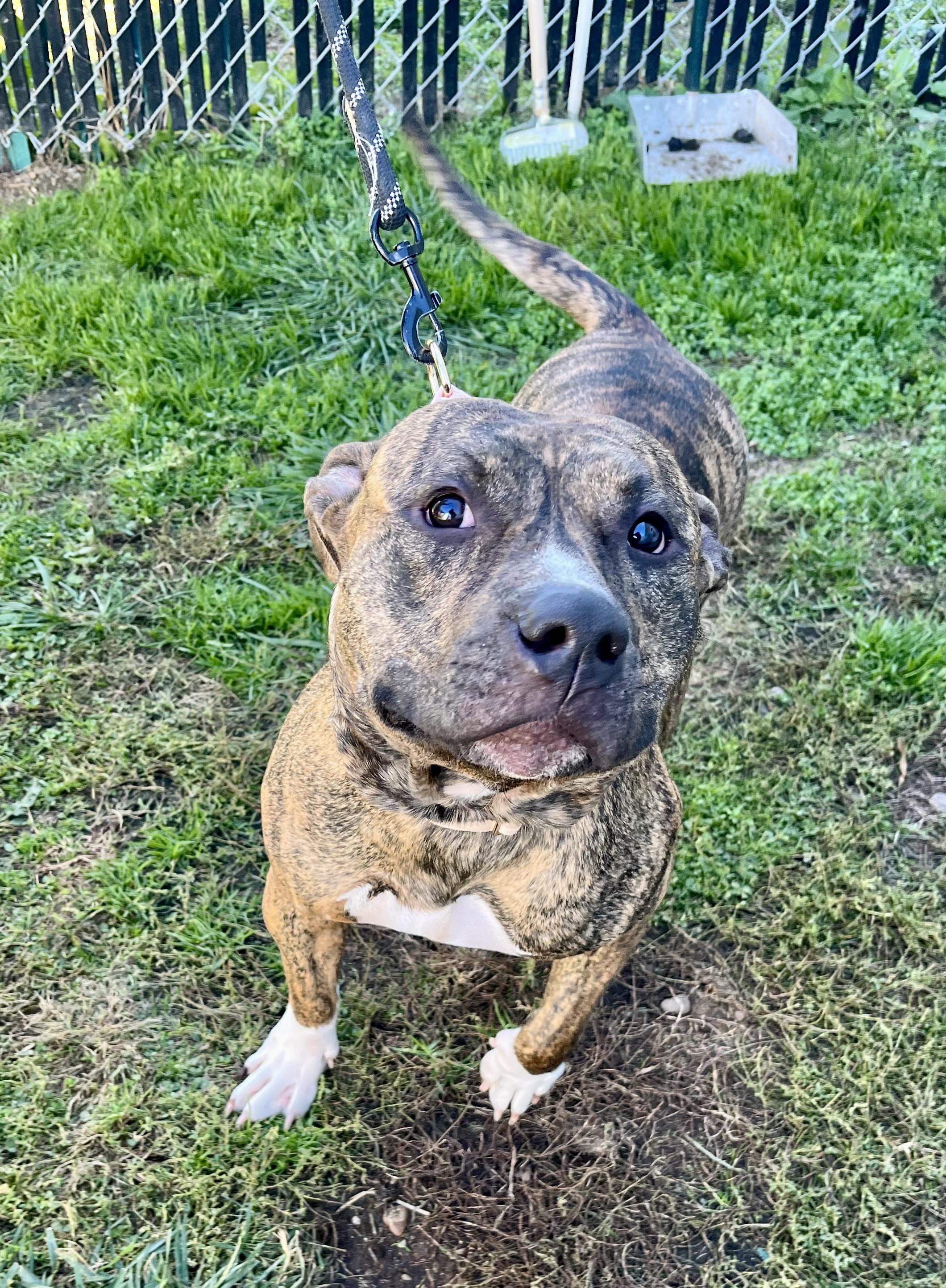 Beef Cake thumbnail 2