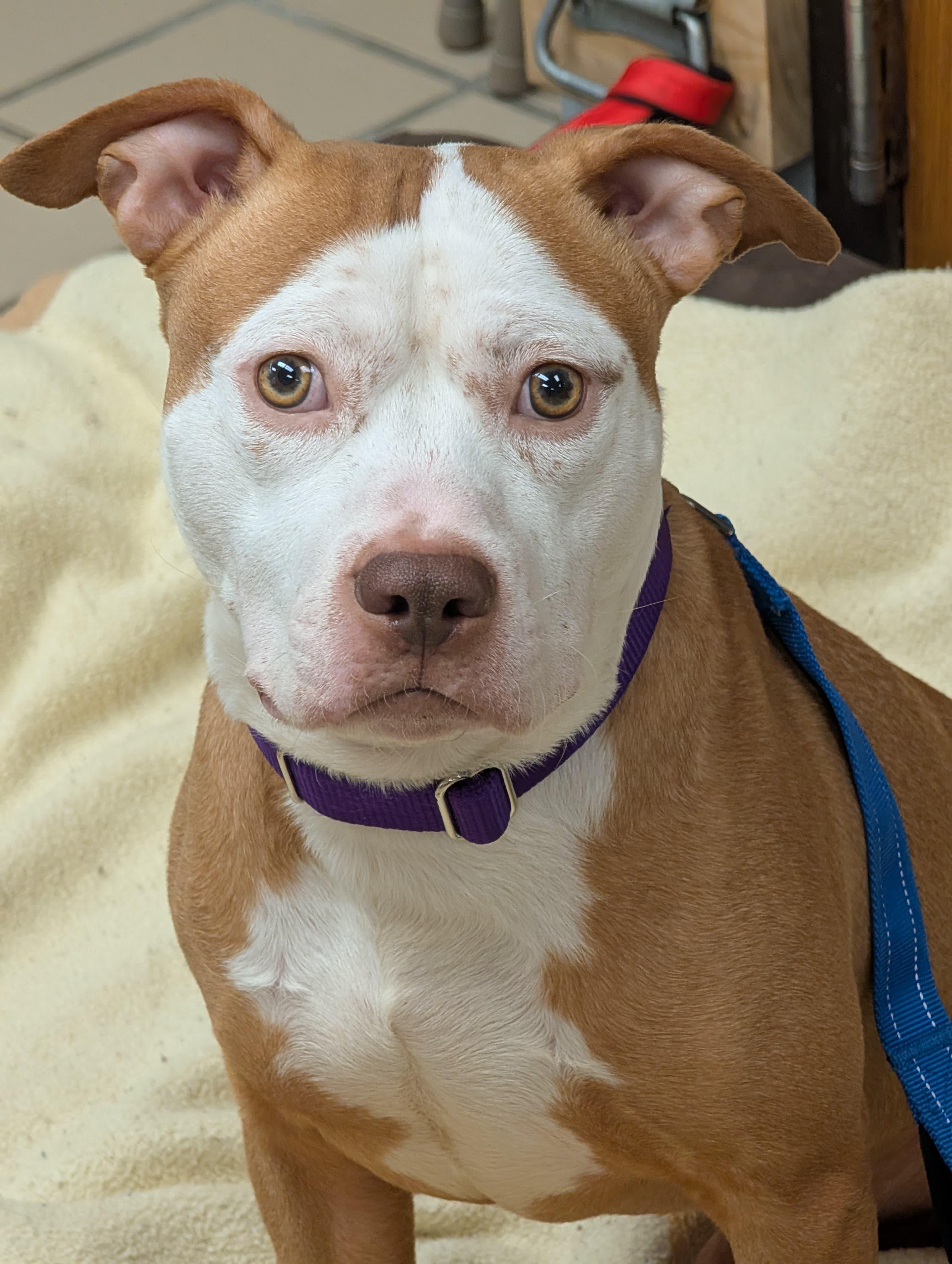 Enlarge Brother (In Foster), an adoptable mixed breed in Renfrew, PA image 3/3