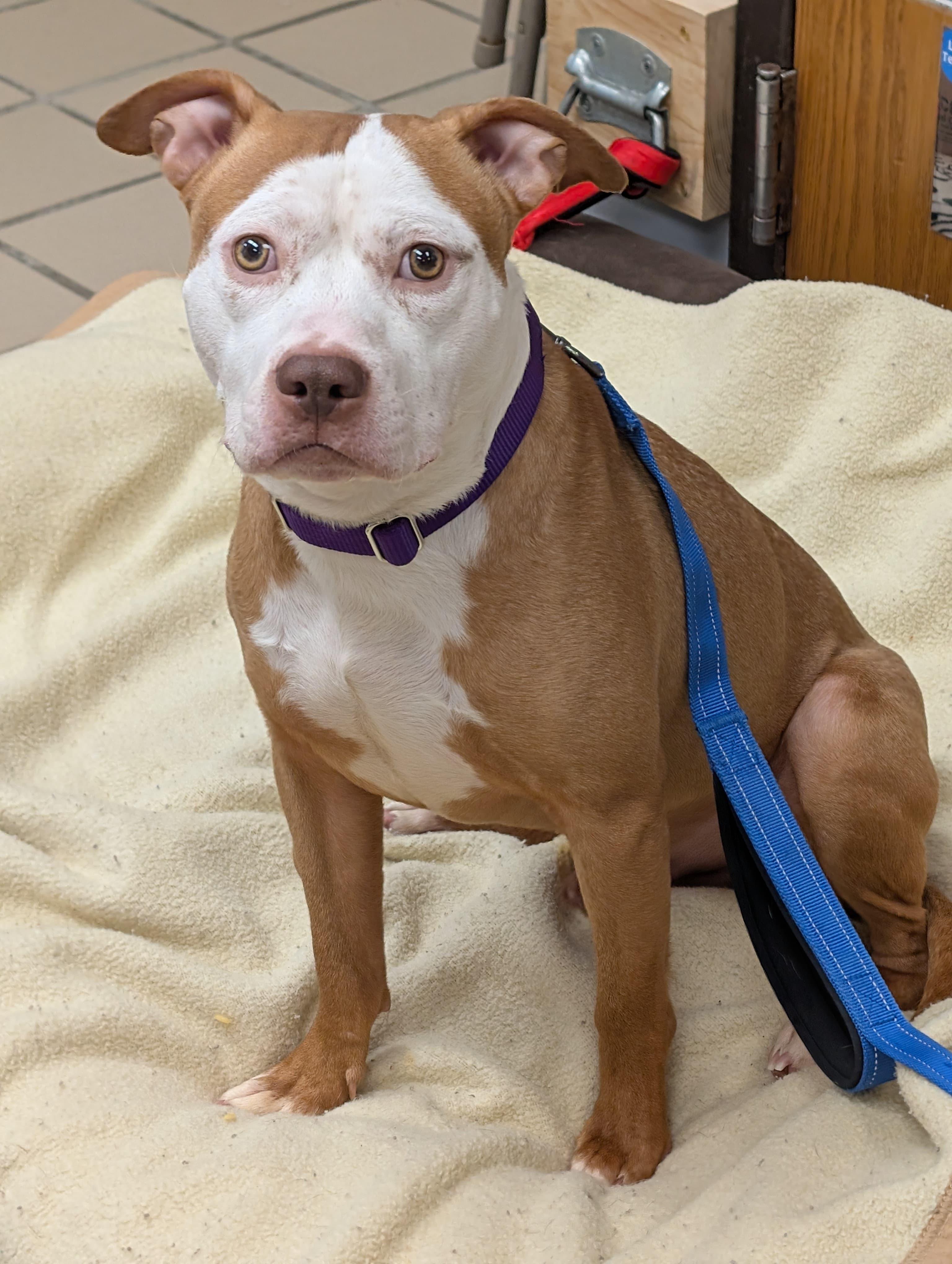 Enlarge Brother (In Foster), an adoptable mixed breed in Renfrew, PA image 2/3
