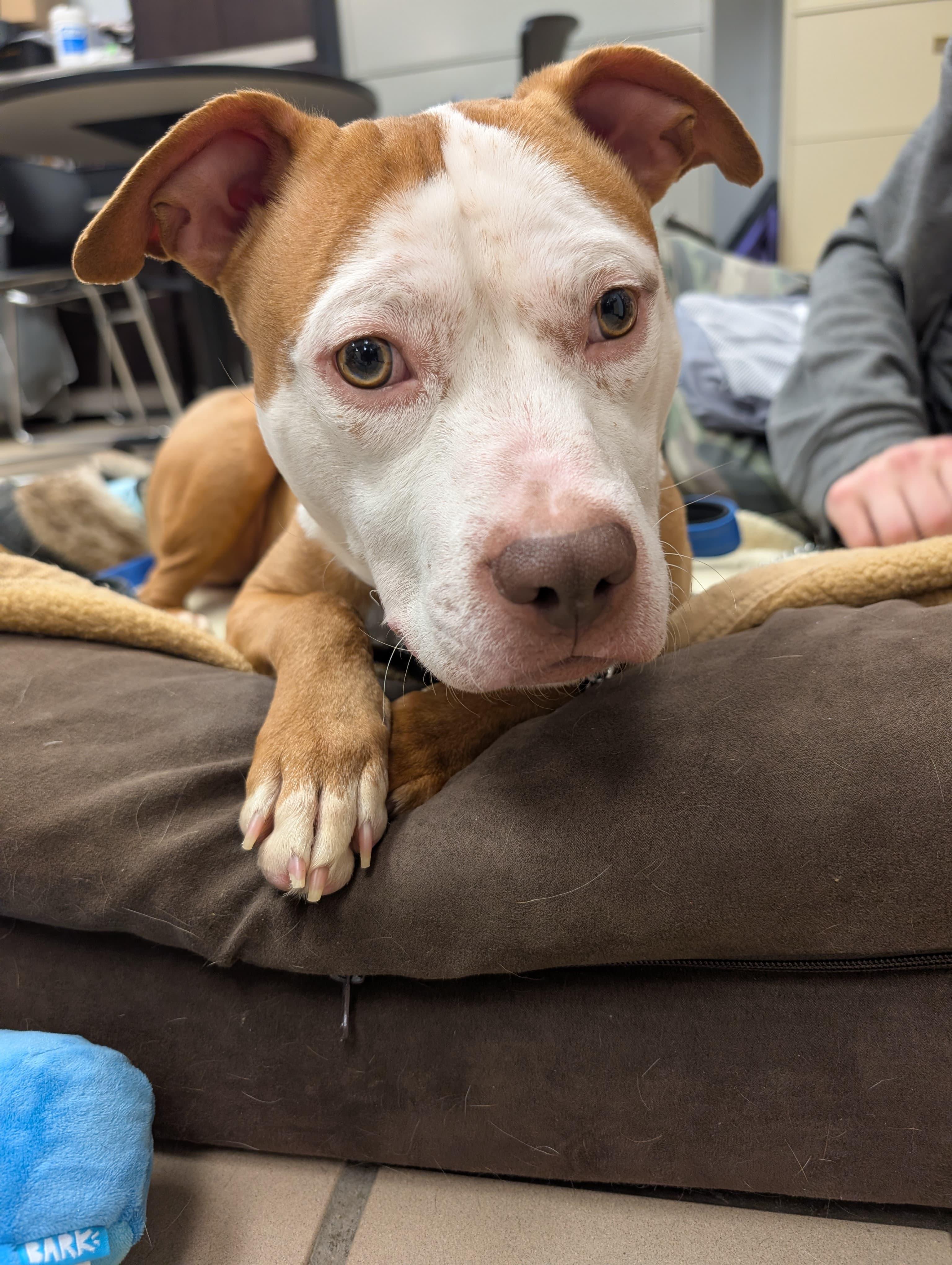 Enlarge Brother (In Foster), an adoptable mixed breed in Renfrew, PA image 1/3