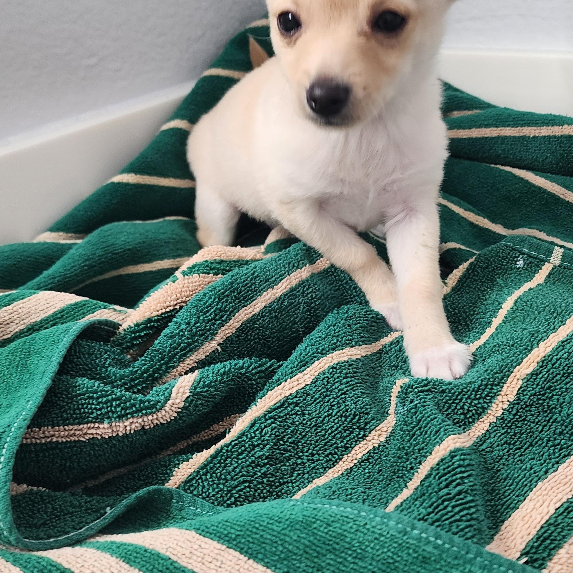 Dino , Adoptable, Puppy Male Chihuahua & Poodle.