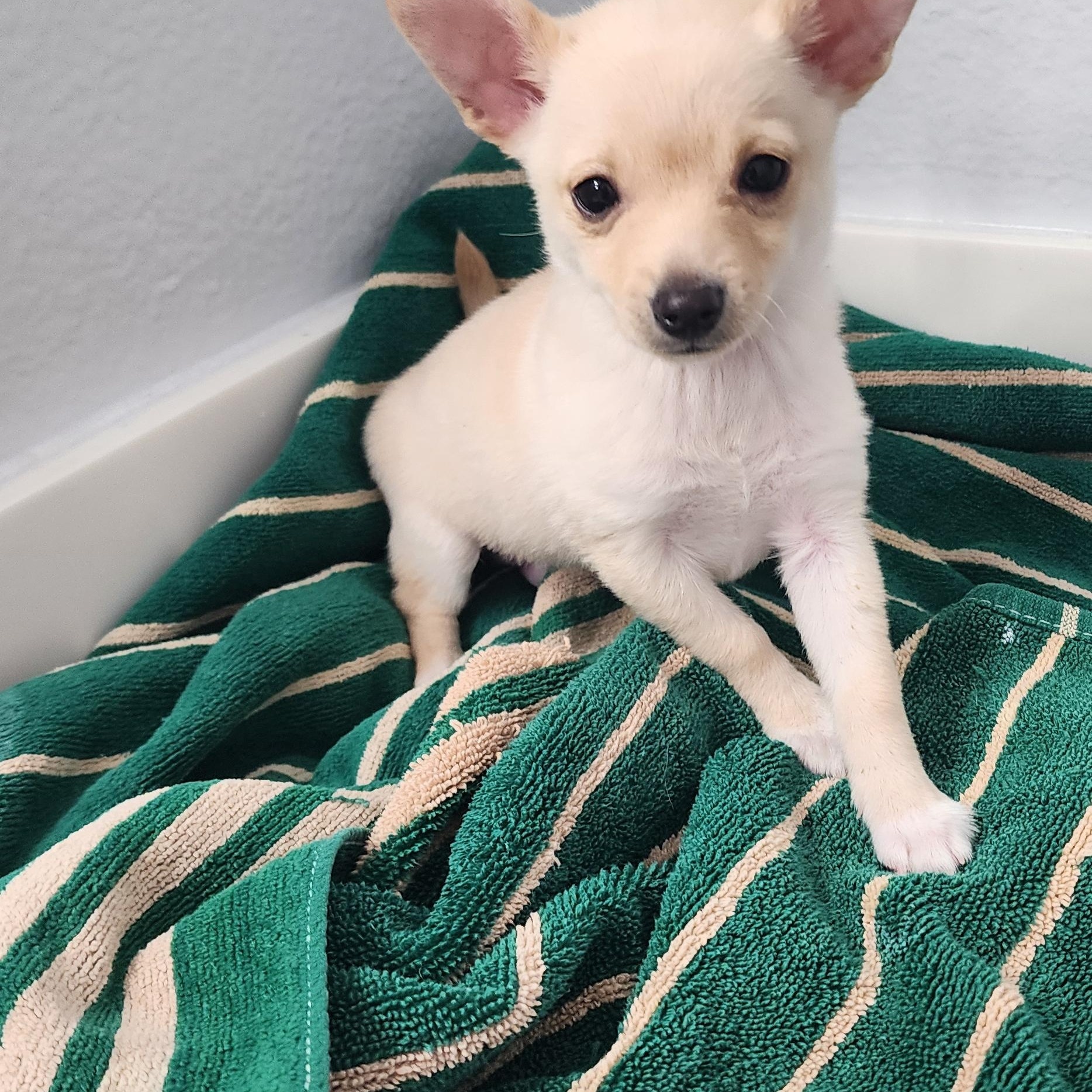 Enlarge Dino , a other mixed breed in Victorville, CA image 2/3