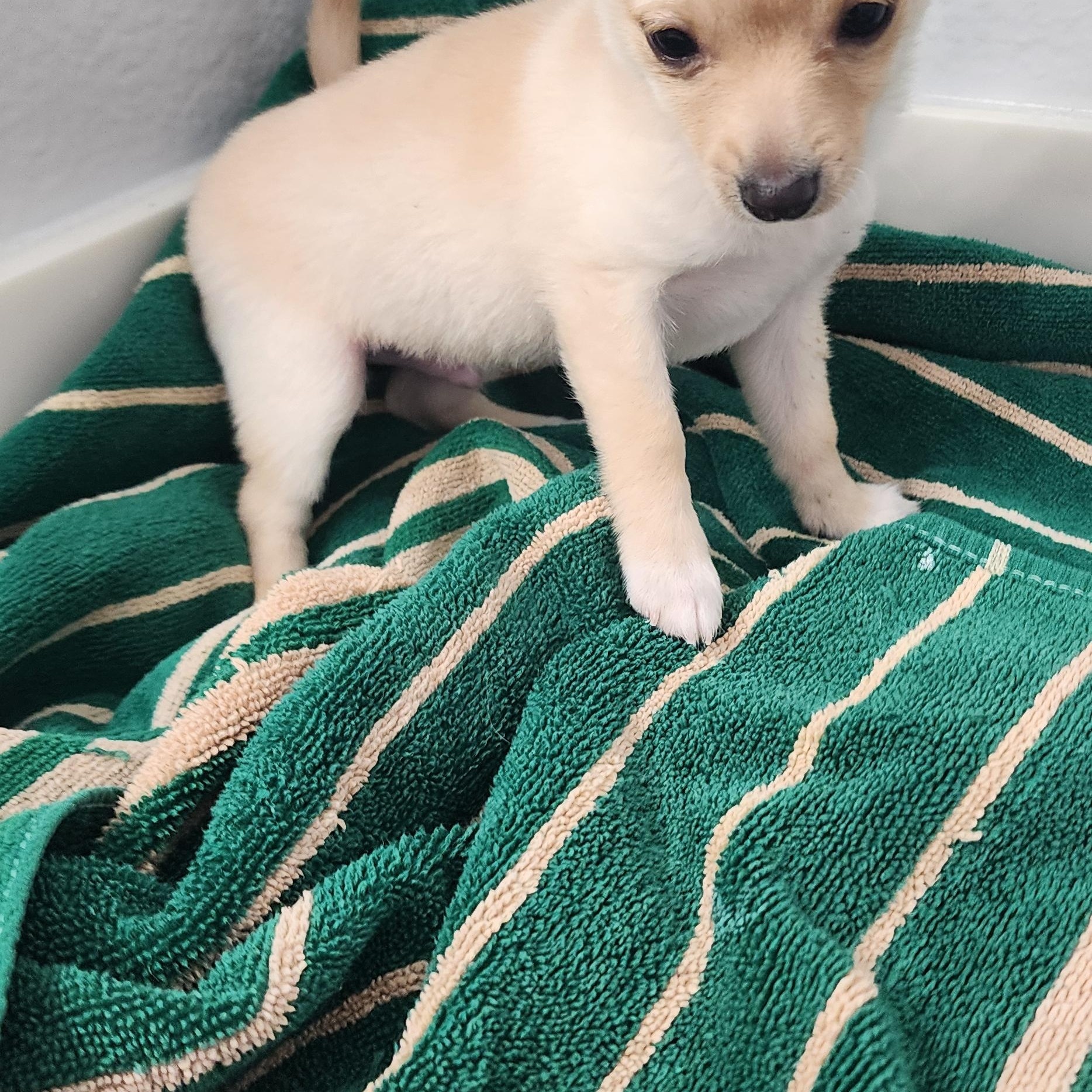 Enlarge Dino , a other mixed breed in Victorville, CA image 3/3