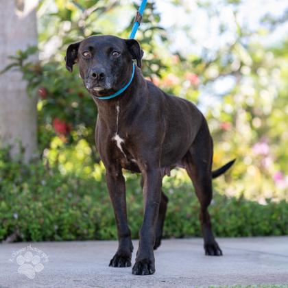 Enlarge Millie, a Adoptable mixed breed in Honolulu, HI image 1/3