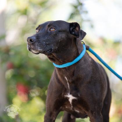 Enlarge Millie, a Adoptable mixed breed in Honolulu, HI image 2/3