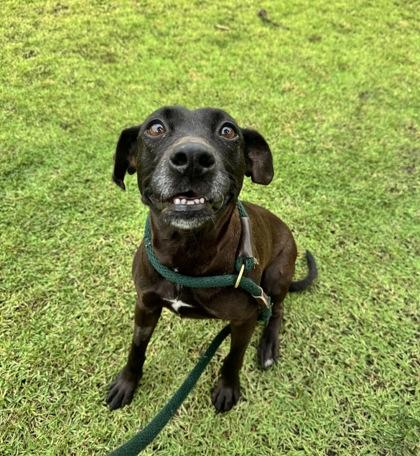 Enlarge Millie, a Adoptable mixed breed in Honolulu, HI image 3/3