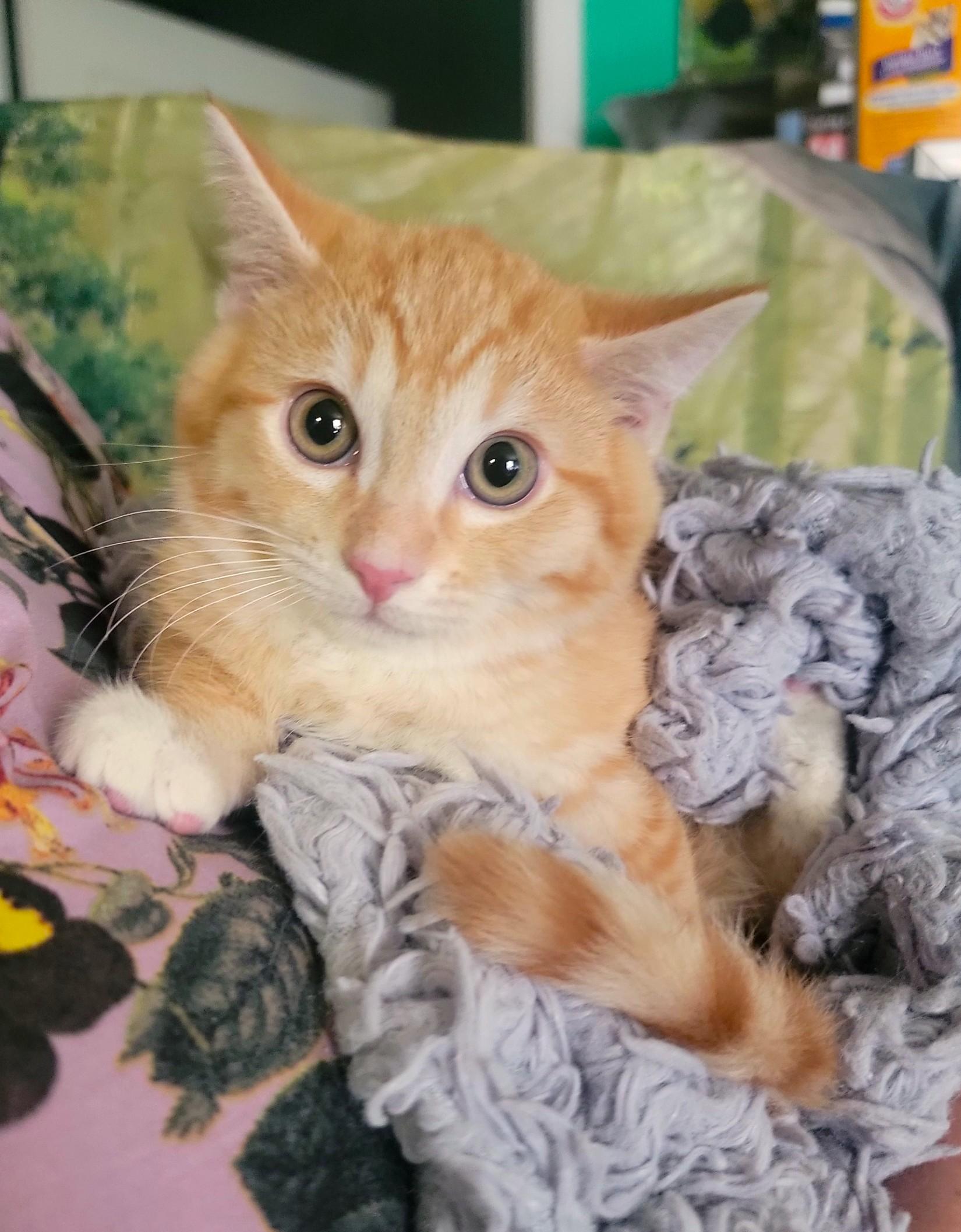 Figaro, ADOPTABLE, Kitten Male Domestic Short Hair.