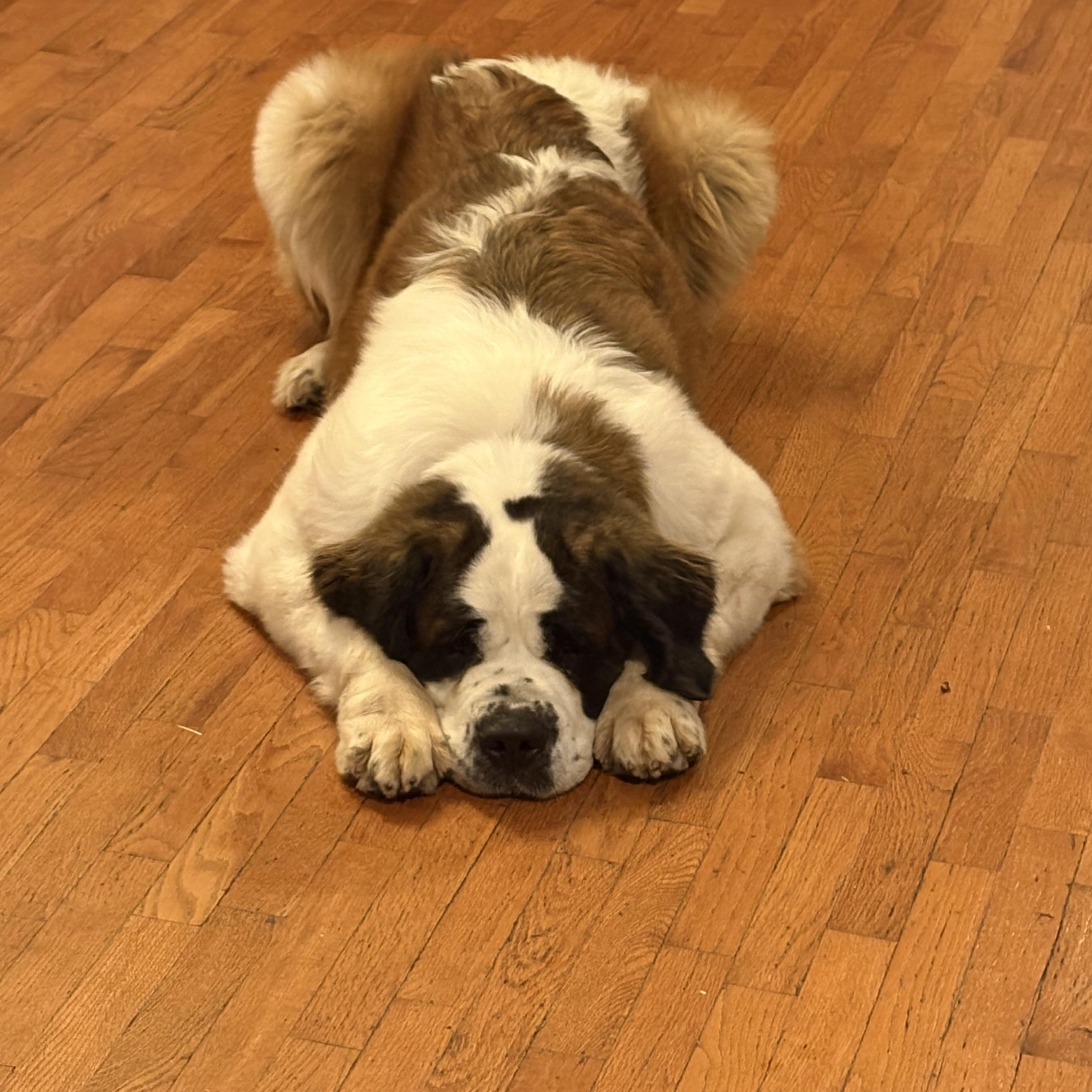 Violet, adopted, Adult Female Saint Bernard.
