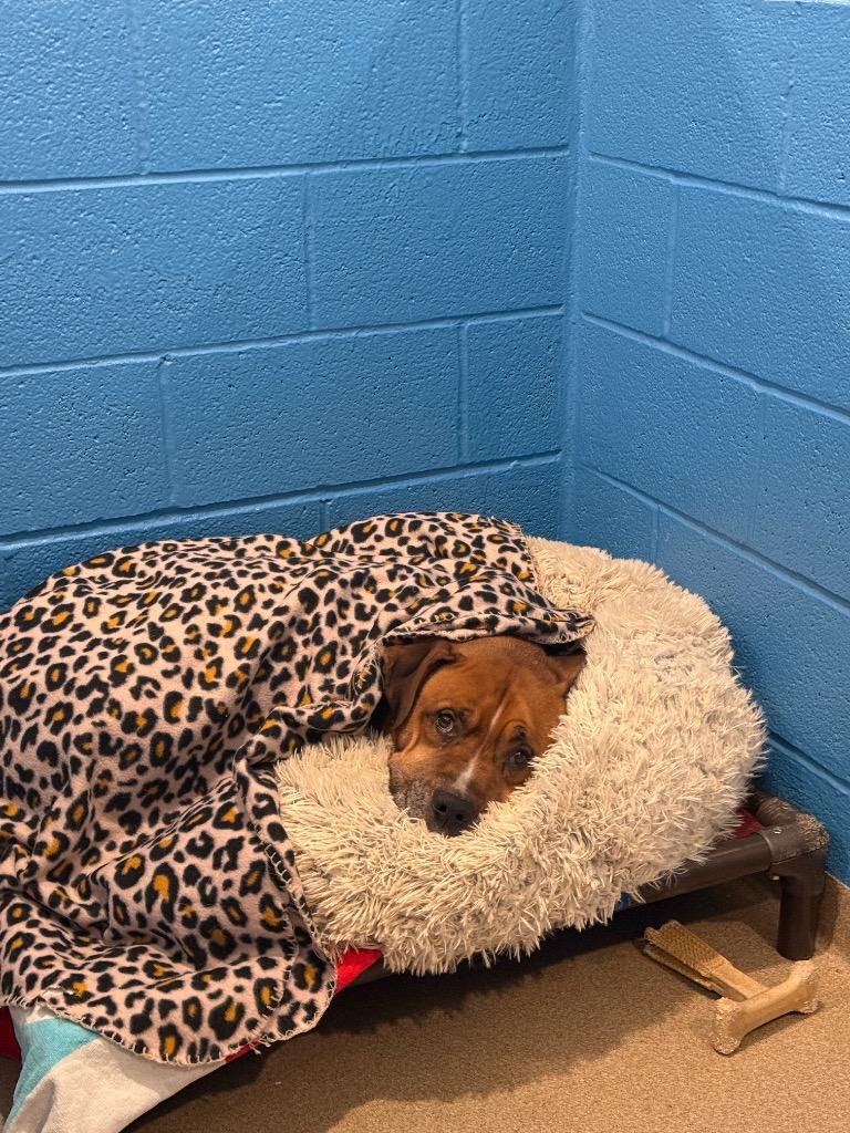 Chaz, Adoptable, Senior Male Retriever.