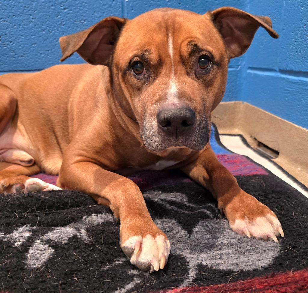 Enlarge Chaz, a Adoptable mixed breed in North Syracuse, NY image 3/5