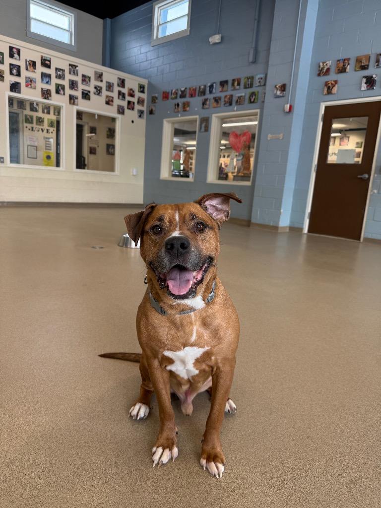 Enlarge Chaz, a Adoptable mixed breed in North Syracuse, NY image 5/5