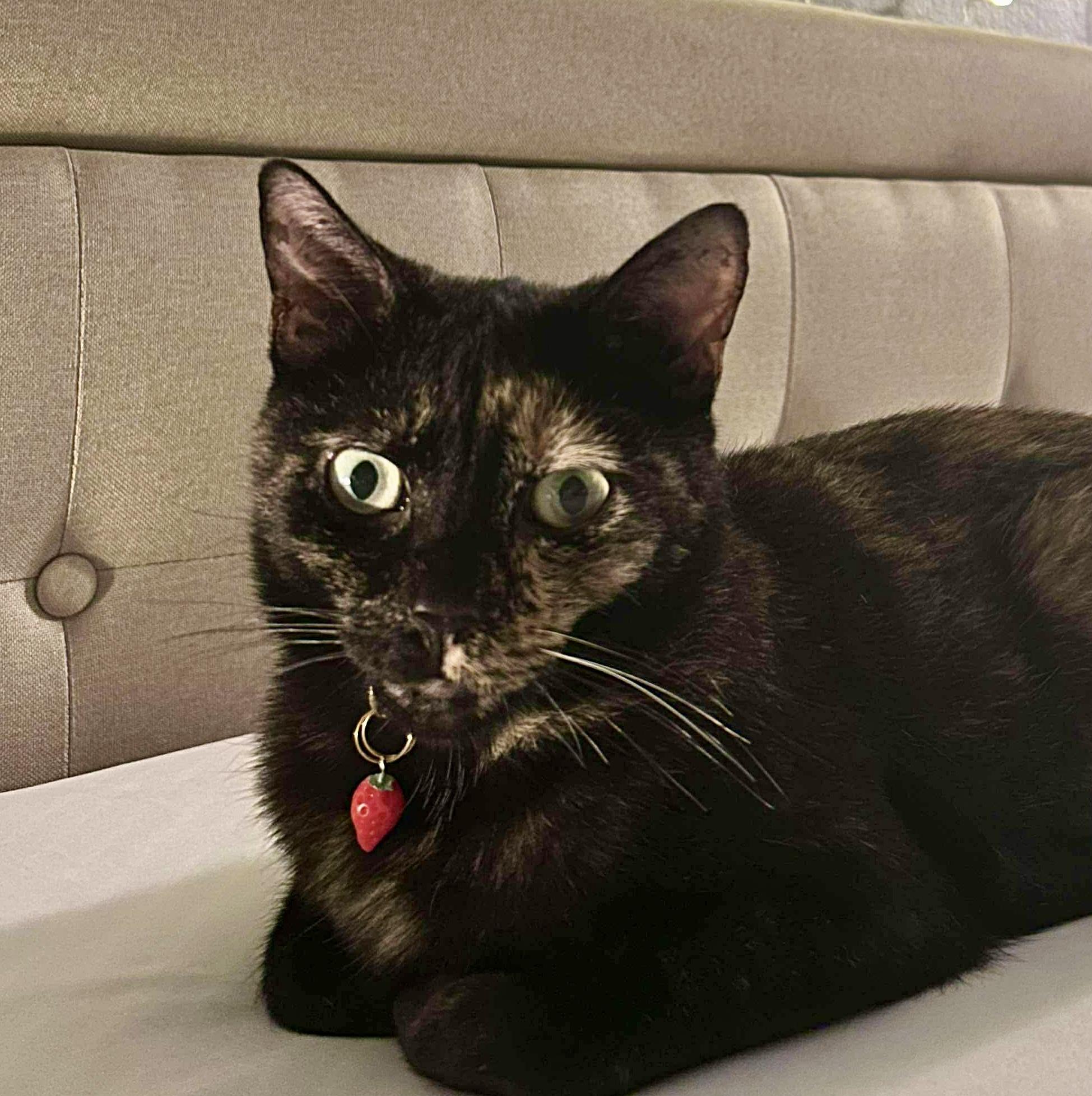 Clancy, Adult Female unknown