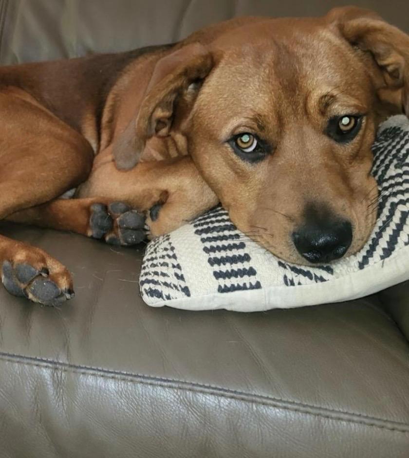 Enlarge Charlie CL, a Adoptable mixed breed in Claremore, OK image 1/2