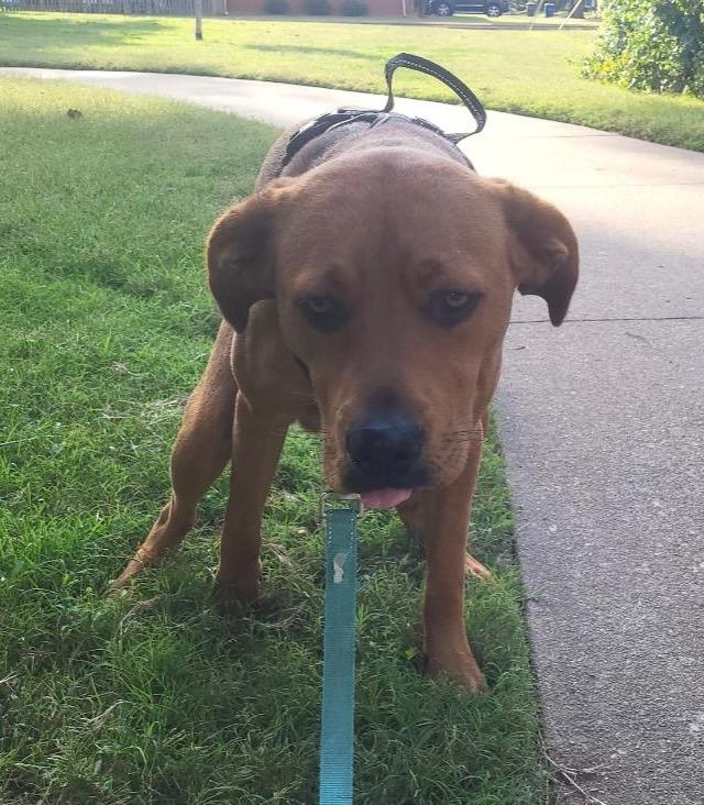 Enlarge Charlie CL, a Adoptable mixed breed in Claremore, OK image 2/2