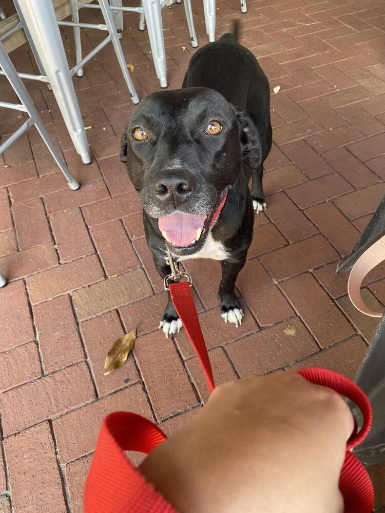 Anabelle Grace, Adoptable, Young Female Pit Bull Terrier & Mixed Breed.