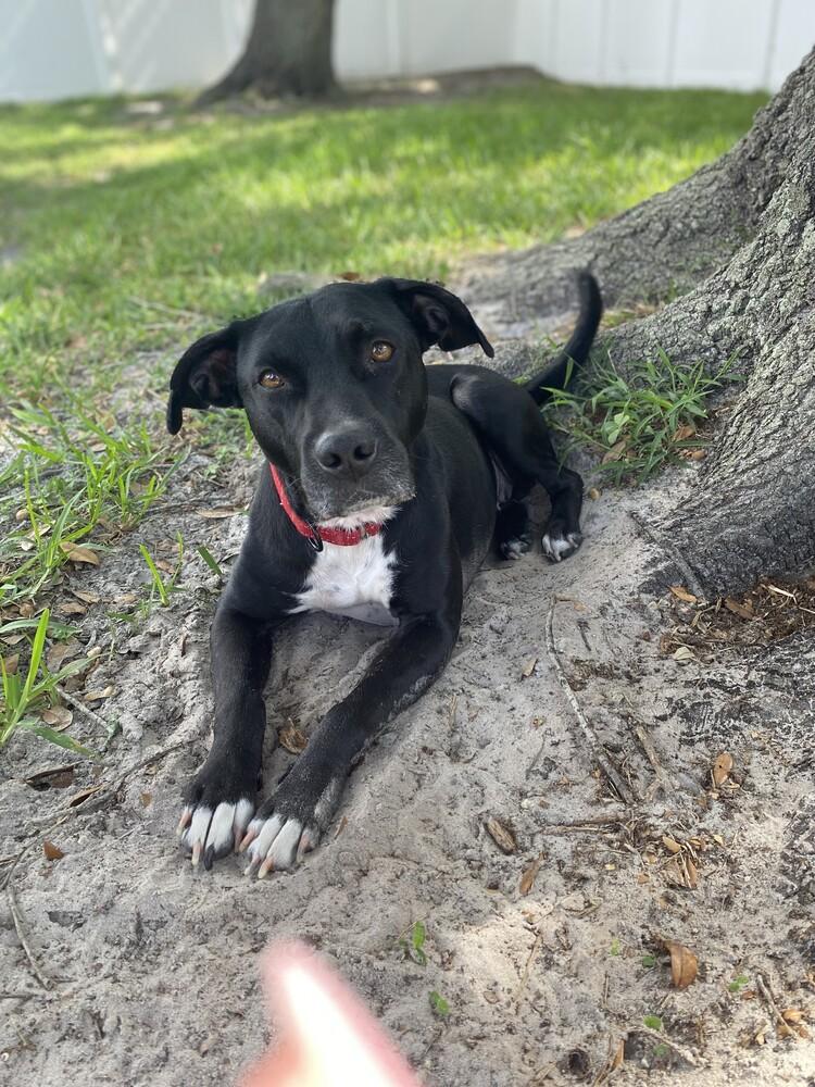 Enlarge Anabelle Grace, a Adoptable mixed breed in Seminole, FL image 2/5