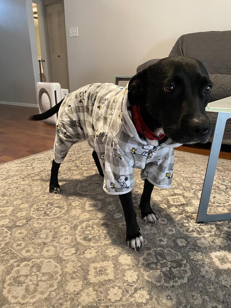 Enlarge Anabelle Grace, a Adoptable mixed breed in Seminole, FL image 3/5