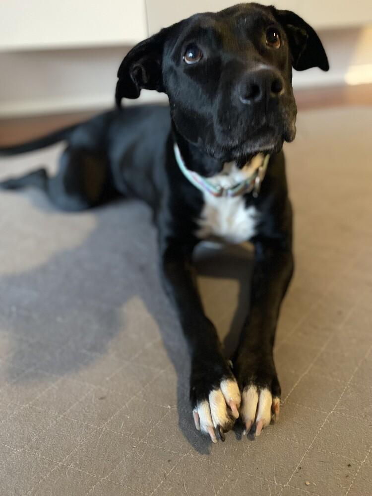 Enlarge Anabelle Grace, a Adoptable mixed breed in Seminole, FL image 4/5