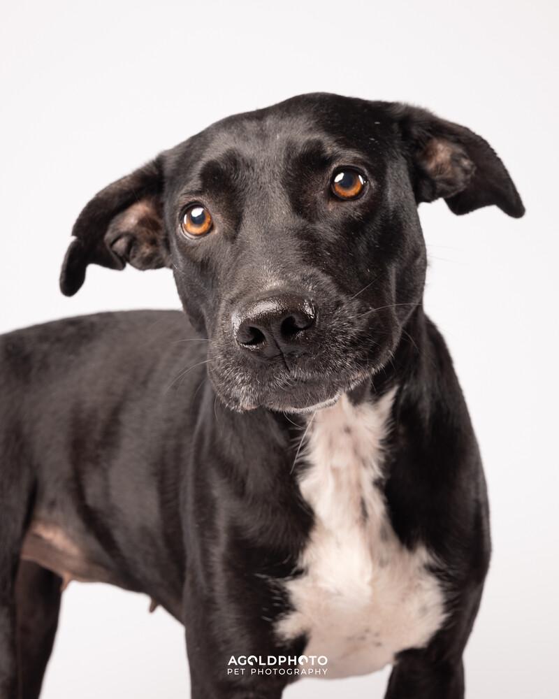 Enlarge Anabelle Grace, a Adoptable mixed breed in Seminole, FL image 5/5