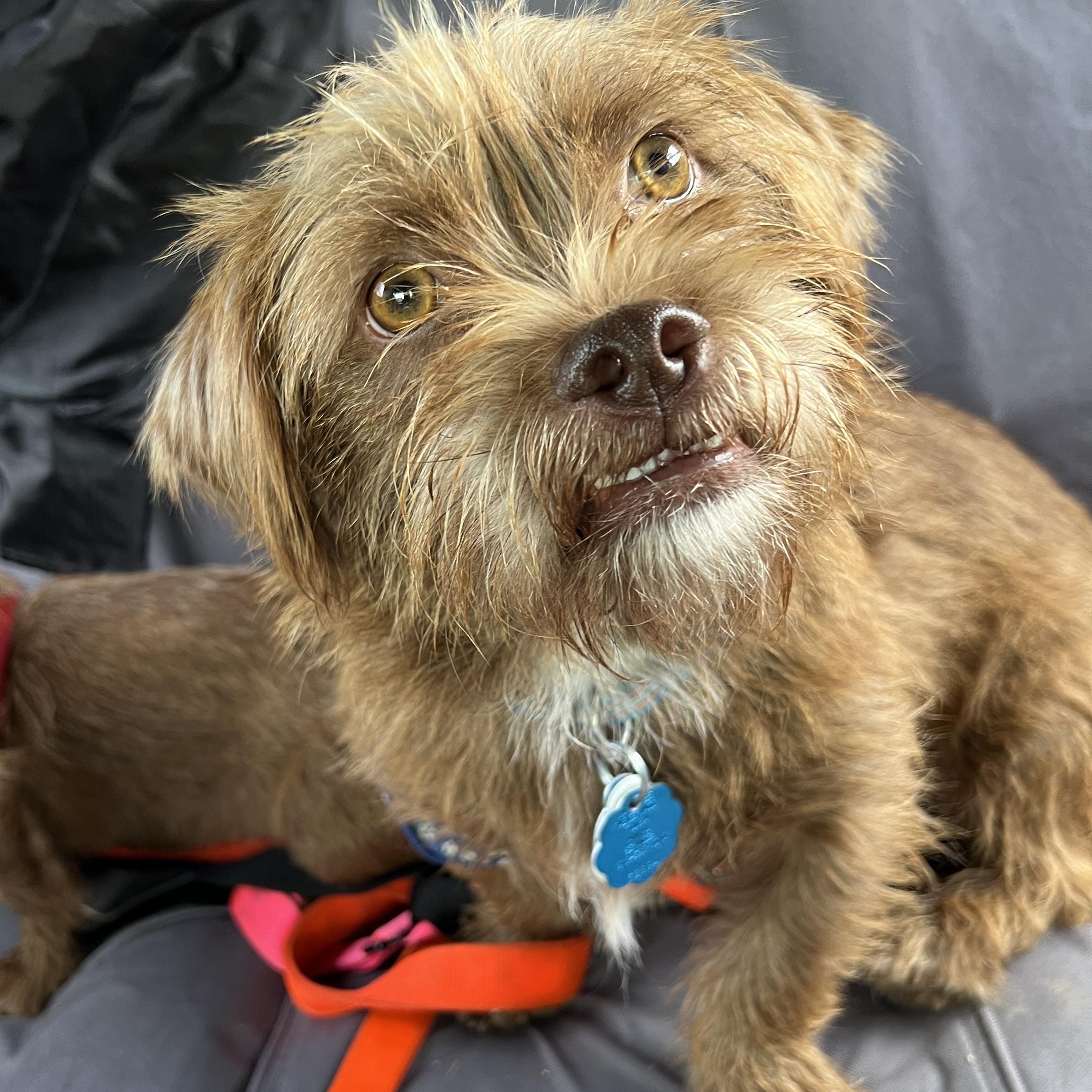 Enlarge Ferguson - Brussels Griffon Mix, an adoptable mixed breed in Tulsa, OK image 3/3