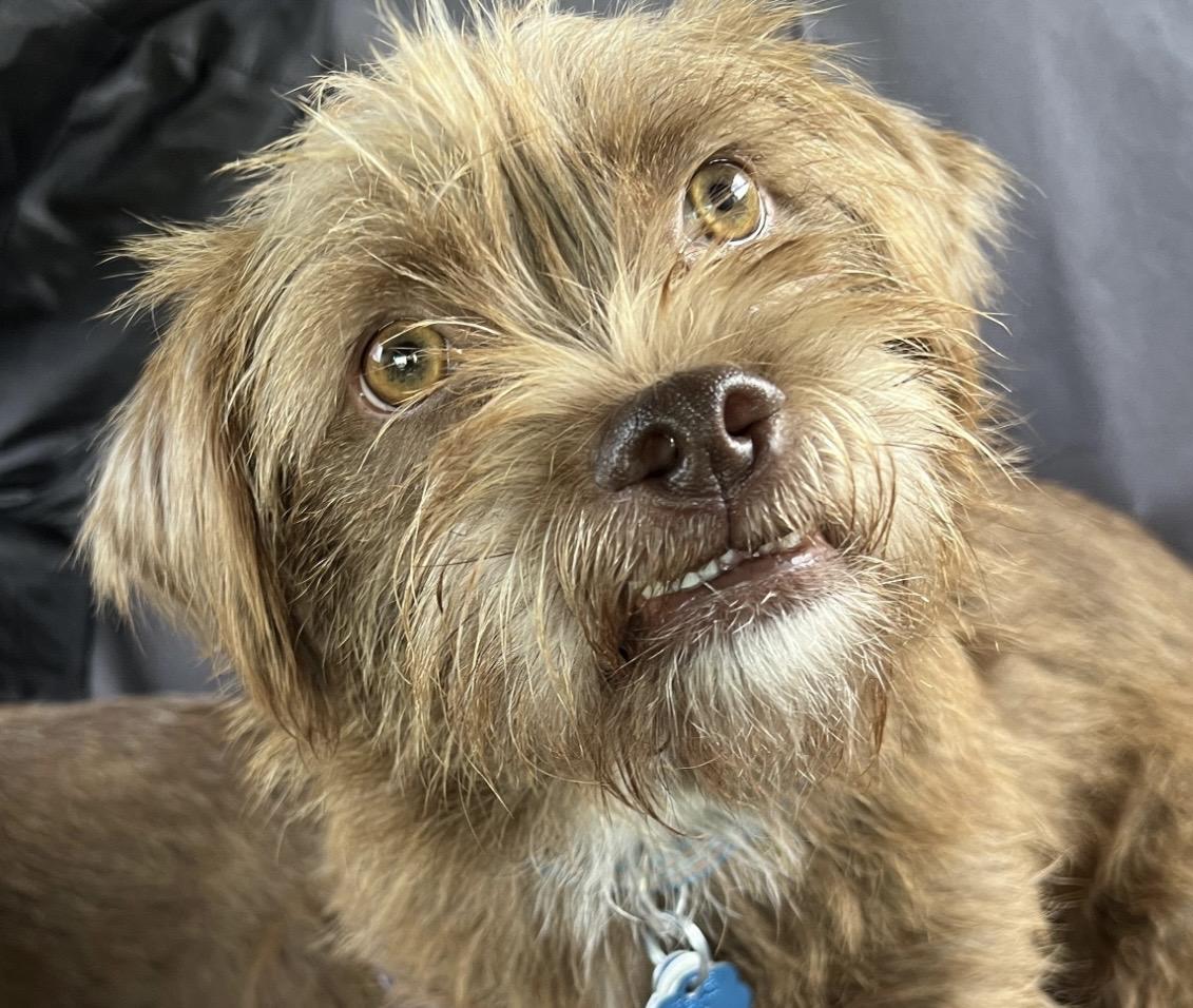 Enlarge Ferguson - Brussels Griffon Mix, an adoptable mixed breed in Tulsa, OK image 1/3