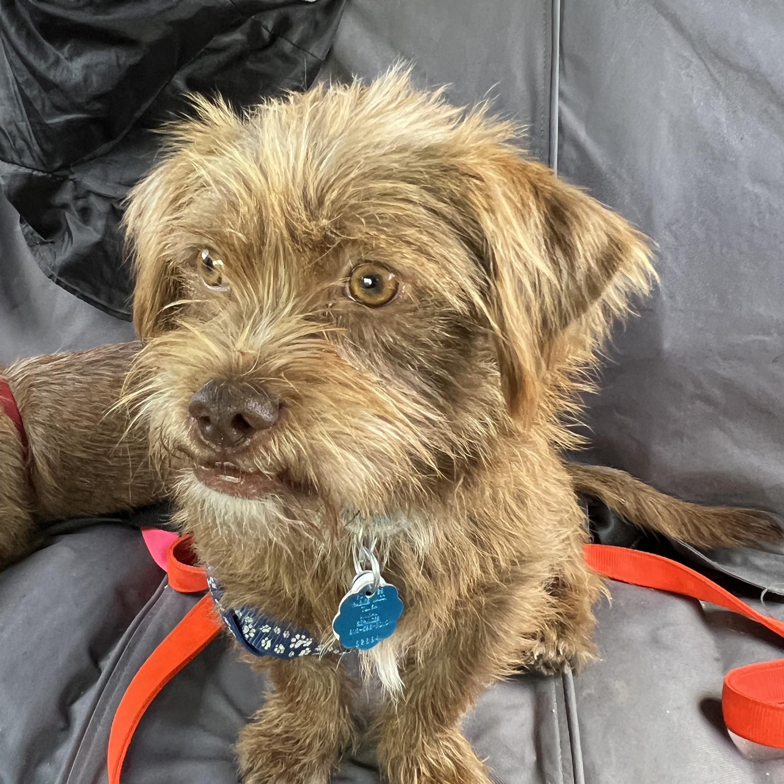 Enlarge Ferguson - Brussels Griffon Mix, an adoptable mixed breed in Tulsa, OK image 2/3