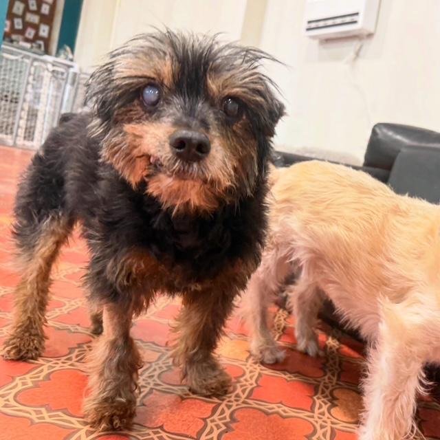 Enlarge Sparky and Peanut, a ADOPTABLE mixed breed in Foster, RI image 4/6