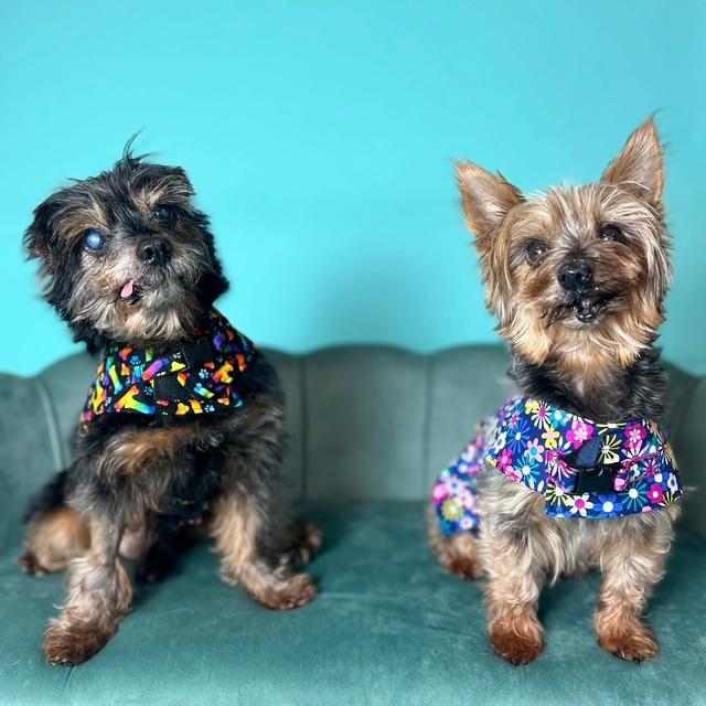 Sparky and Peanut, ADOPTABLE, Senior Male Yorkshire Terrier.