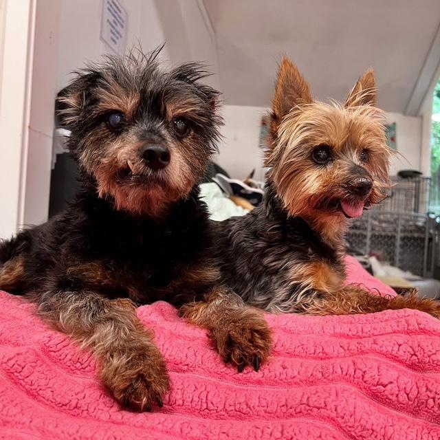 Enlarge Sparky and Peanut, a ADOPTABLE mixed breed in Foster, RI image 5/6