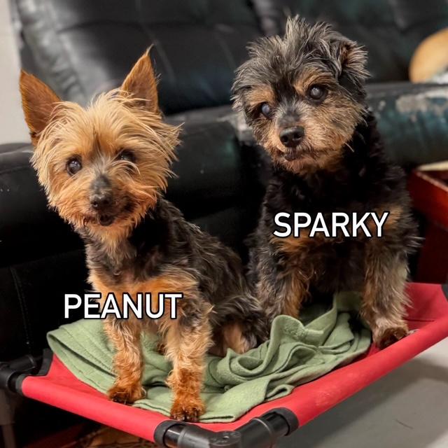 Enlarge Sparky and Peanut, a ADOPTABLE mixed breed in Foster, RI image 3/6