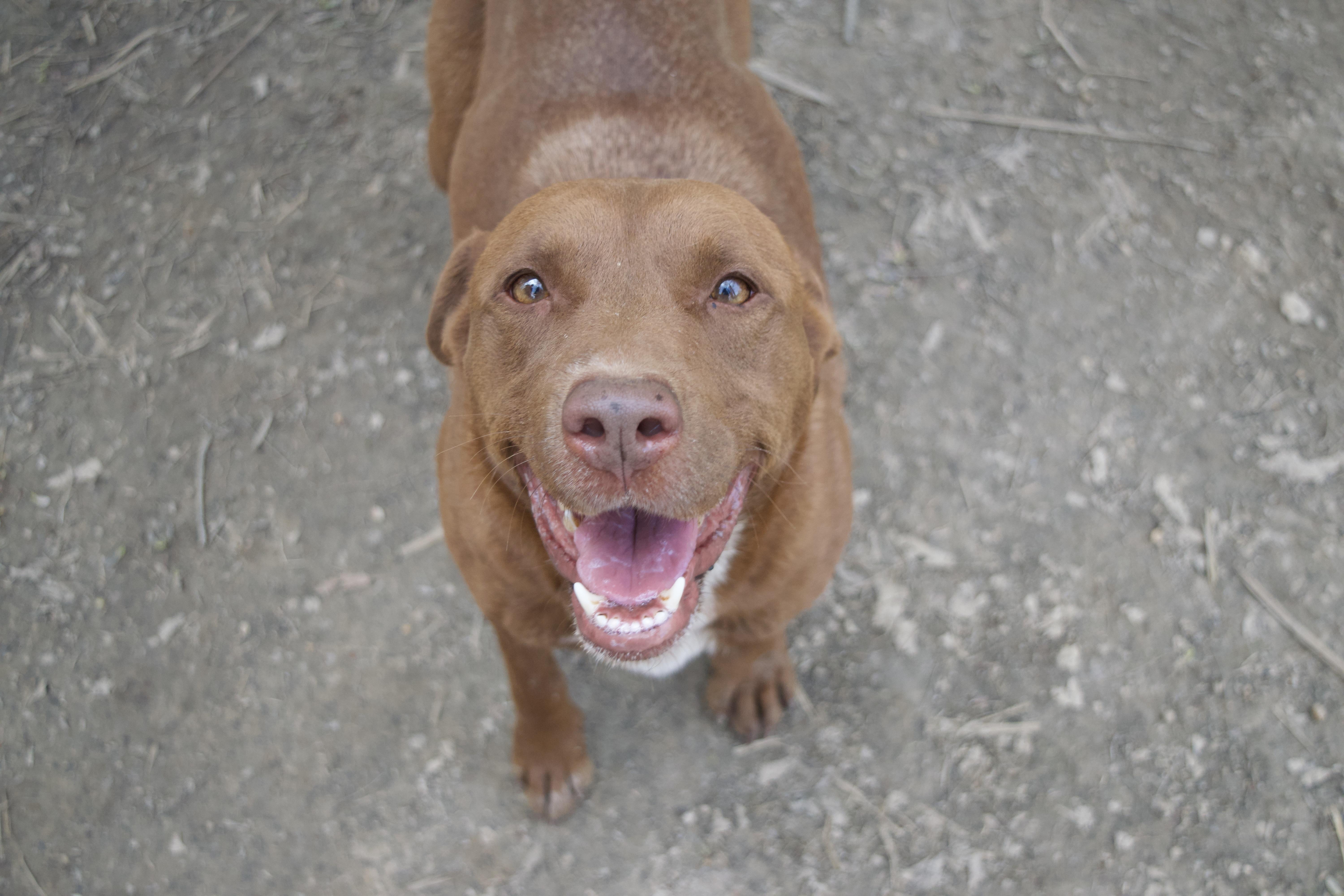 Emiline, a Adoptable mixed breed in Rossville, TN image 5/6
