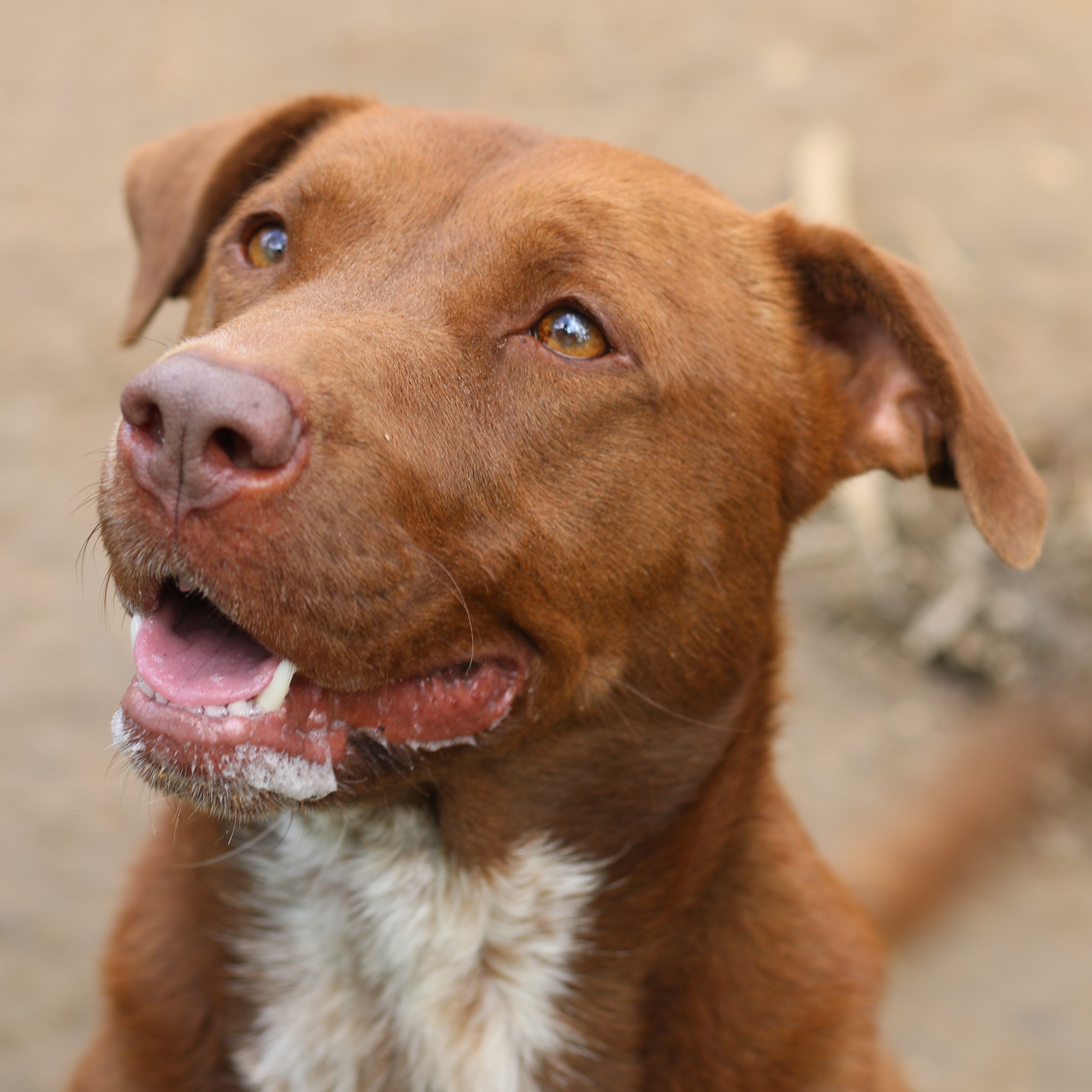 Enlarge Emiline, a Adoptable mixed breed in Rossville, TN image 1/10