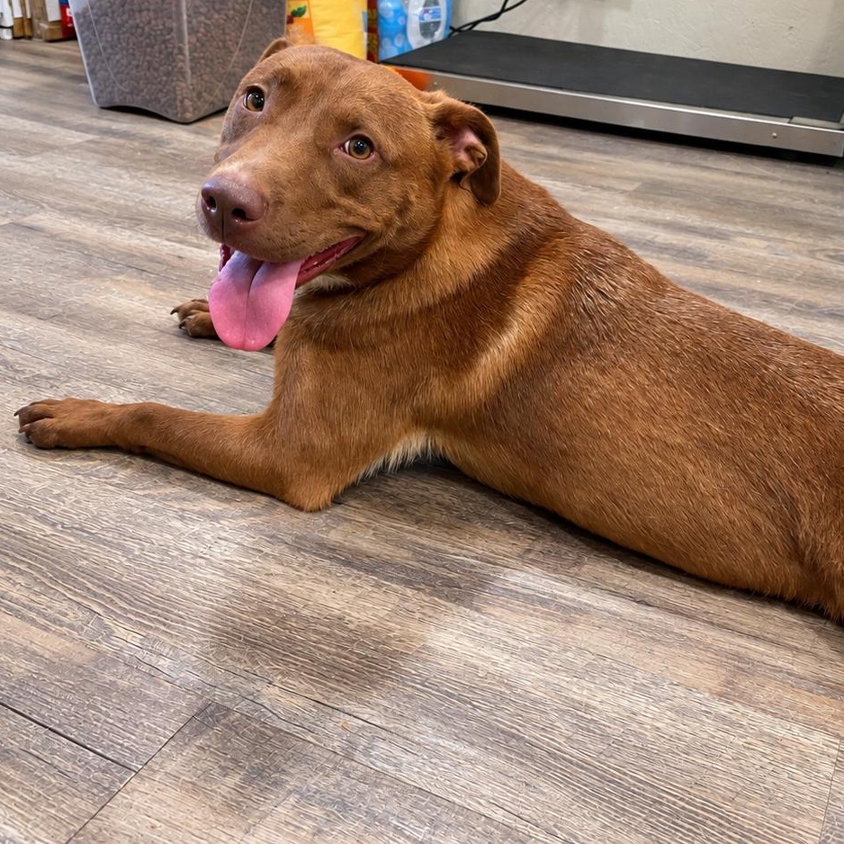 Enlarge Emiline, a Adoptable mixed breed in Rossville, TN image 2/5