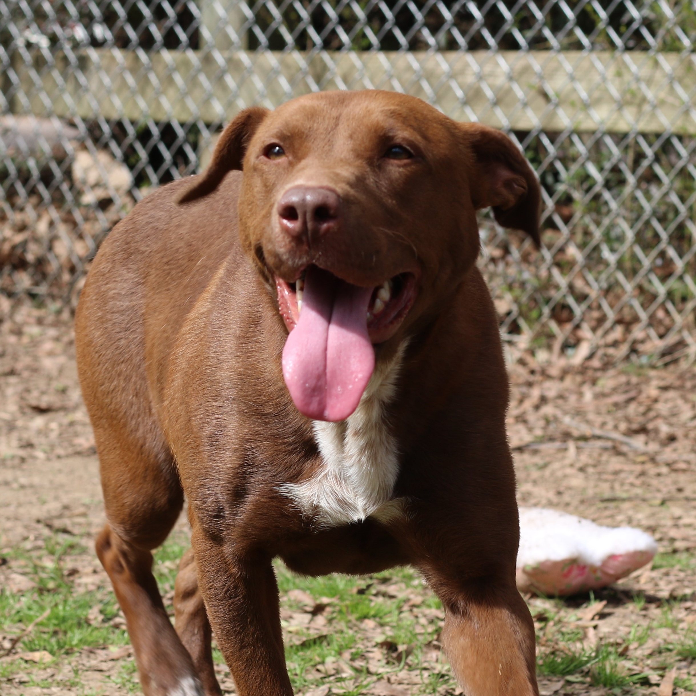 Enlarge Emiline, a Adoptable mixed breed in Rossville, TN image 7/10