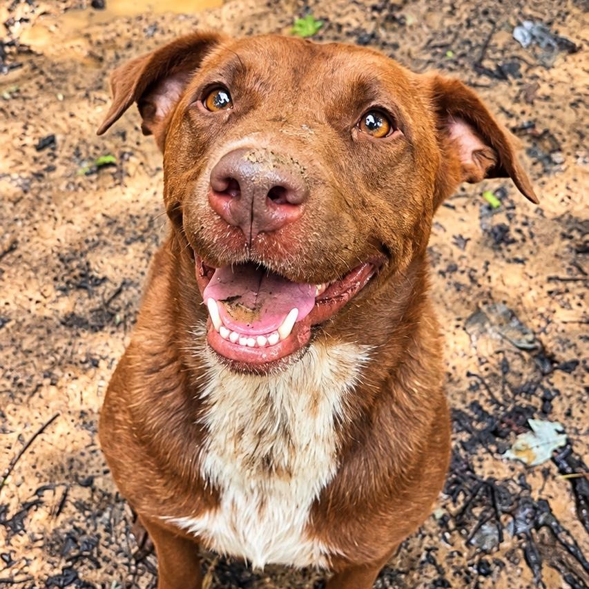 Enlarge Emiline, a Adoptable mixed breed in Rossville, TN image 3/5