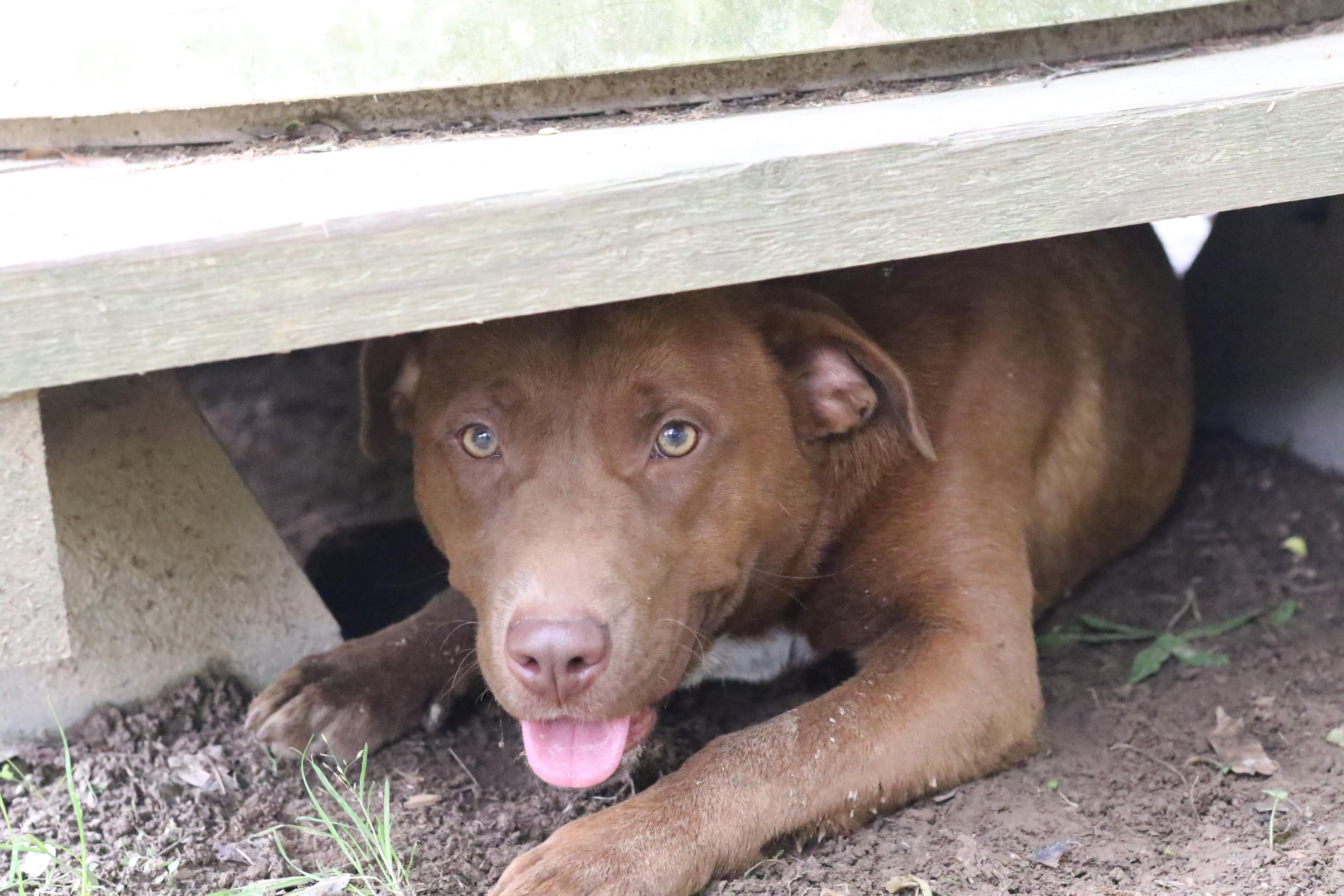 Enlarge Emiline, a Adoptable mixed breed in Rossville, TN image 6/6
