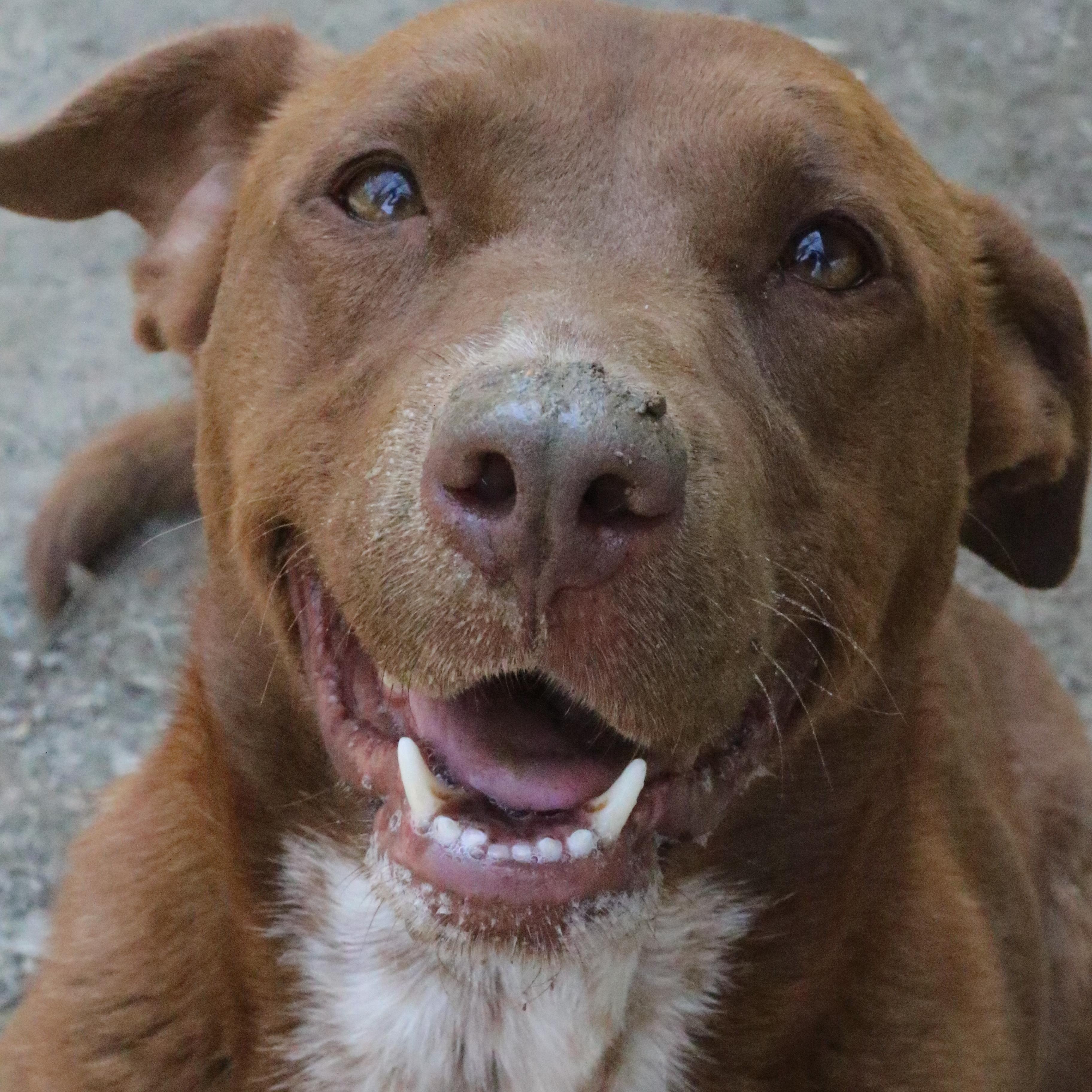 Enlarge Emiline, a Adoptable mixed breed in Rossville, TN image 5/6